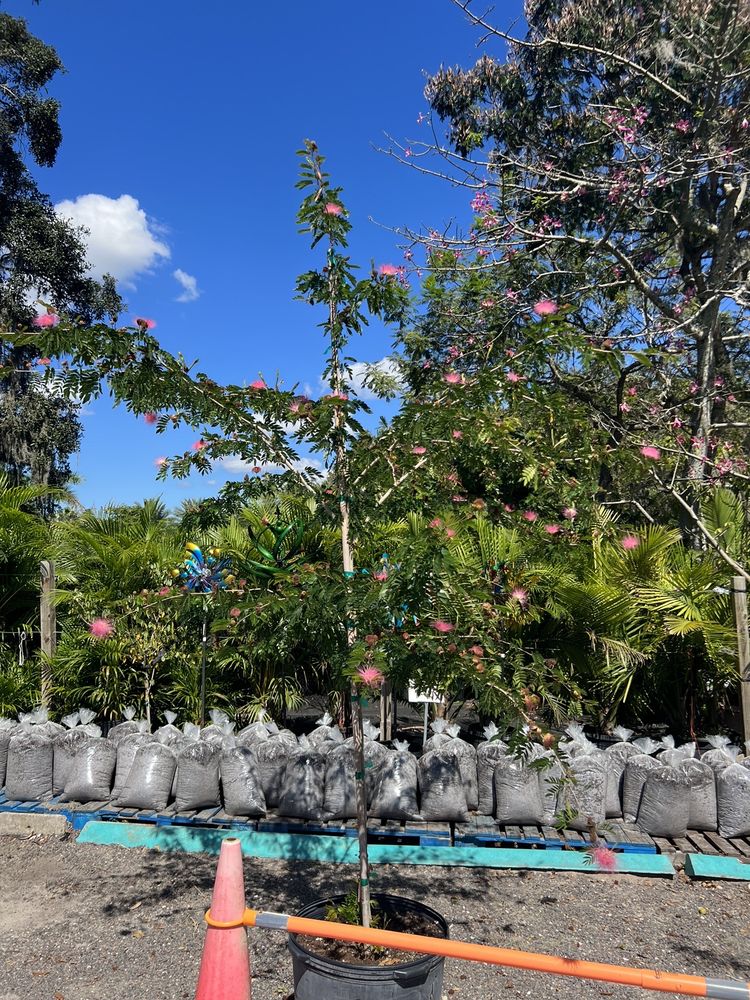 LANDMARK NURSERY 71 Photos & 24 Reviews 853 E Lake Rd S, Tarpon