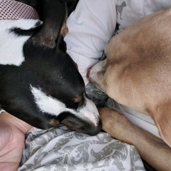 Pacific Veterinary Hospital - Attached to mama. Knocked out after surgery - Veterinarians Near Me - Stockton, California Pacific Veterinary Hospital - Attached to mama. Knocked out after surgery - Veterinarians Near Me - Stockton, California