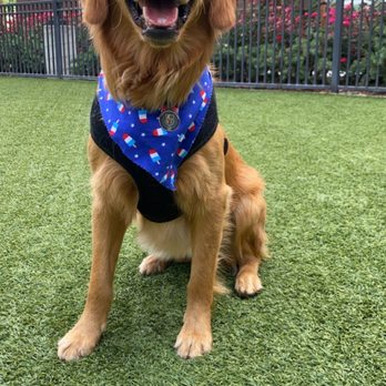 Noah's Bark Dog Services - Telling Henderson he's doing to James and Sylvia's looks like this ^ - Pet Sitting Near Me - San Jose, California Noah's Bark Dog Services - Telling Henderson he's doing to James and Sylvia's looks like this ^ - Pet Sitting Near Me - San Jose, California