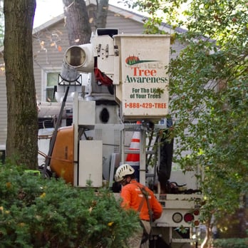 Tree Awareness - Firewood Near Me - Swedesboro, New Jersey Tree Awareness - Firewood Near Me - Swedesboro, New Jersey