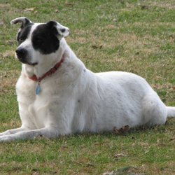 Logue's TLC Pet Hospital