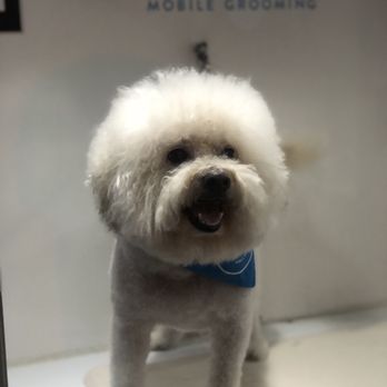 Pupwash911 - My dog - Pet Groomers Near Me Pupwash911 - My dog - Pet Groomers Near Me