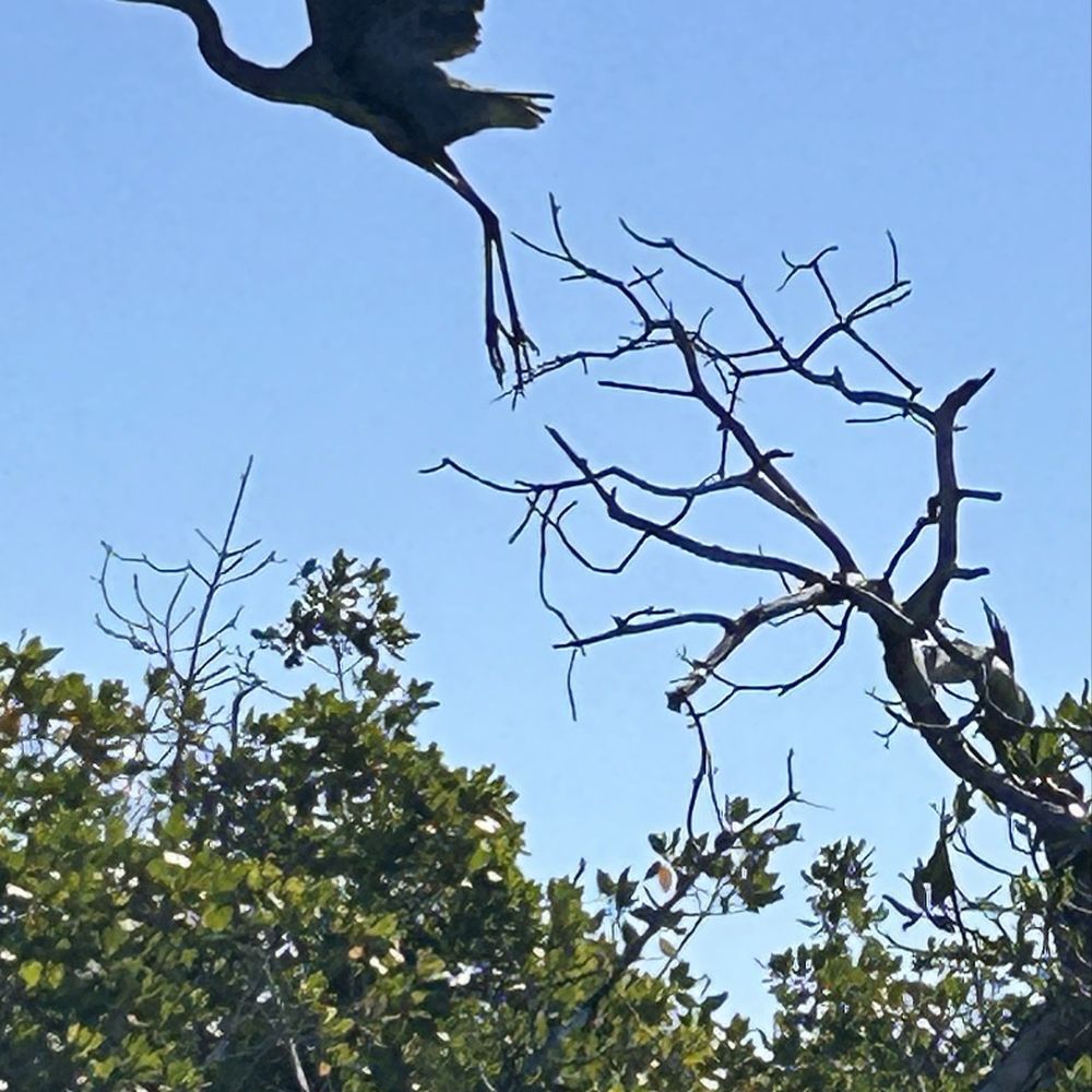 Great blue heron takes flight
