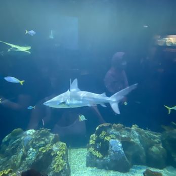 Shedd Aquarium - Aquariums Near Me - Chicago, Illinois