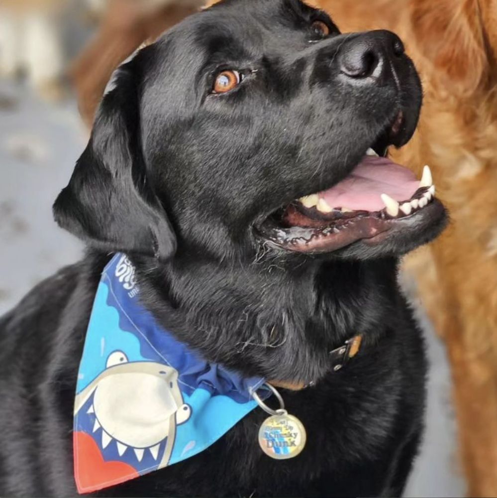 Waggin' Tails Dog Resort