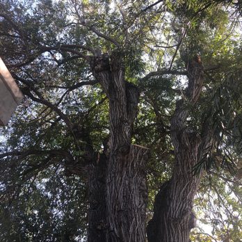 Arbo Lo co. Tree Care - Elm tree - Tree Services Near Me