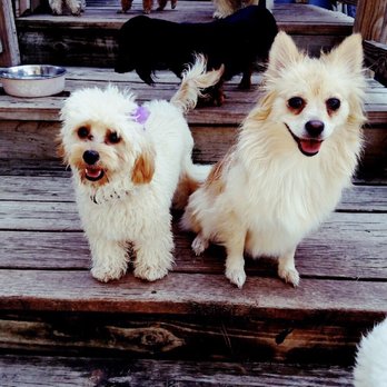 Doggie Diggs - Pet Boarding Near Me - Fort Worth, Texas