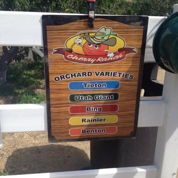 Copeland's Cherry Ranch - 5 different varieties this year! Today is 6/04/16. - Pick Your Own Farms Near Me - Leona Valley, California Copeland's Cherry Ranch - 5 different varieties this year! Today is 6/04/16. - Pick Your Own Farms Near Me - Leona Valley, California