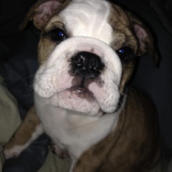 Plano Dog Grooming - Pierre is a major fan of Roberto/LUCKY DOG and his team! - Pet Groomers Near Me - Plano, Texas Plano Dog Grooming - Pierre is a major fan of Roberto/LUCKY DOG and his team! - Pet Groomers Near Me - Plano, Texas