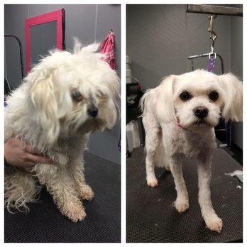 Puppingham Palace - Miss Winnie before and after. What a difference! Such a cutie! - Pet Sitting Near Me - Saint Louis, Missouri Puppingham Palace - Miss Winnie before and after. What a difference! Such a cutie! - Pet Sitting Near Me - Saint Louis, Missouri
