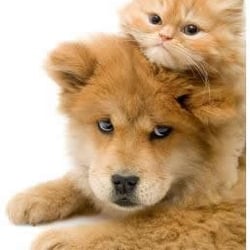 Sittin' Pretty Pet Grooming Gift Card