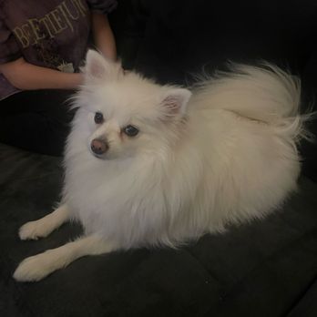 Woofie's - Before the groom - Pet Sitting Near Me