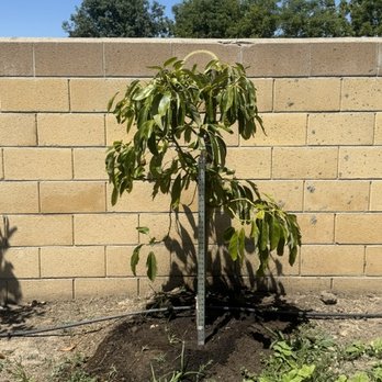 Moon Valley Nurseries - "Huge" avocado tree, seen with a silver yard stick and 5' retaining wall - Nurseries & Gardening Near Me - Roseville, California Moon Valley Nurseries - "Huge" avocado tree, seen with a silver yard stick and 5' retaining wall - Nurseries & Gardening Near Me - Roseville, California