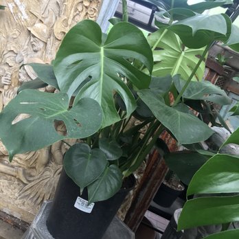 Southlands Nursery - Huge monsteras inside - Nurseries & Gardening Near Me - Vancouver, British Columbia Southlands Nursery - Huge monsteras inside - Nurseries & Gardening Near Me - Vancouver, British Columbia