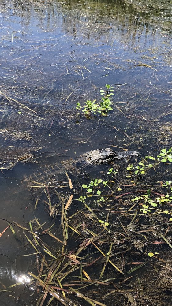 River View Swamp Tours