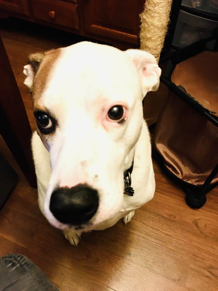 Extended Stay Home Dog Boarding - pet boarding facility in Anchorage, AK