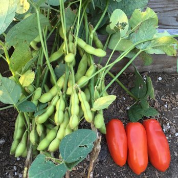 Ocean View Farms - Today's harvest. Edamame and tomatoes. - Community Gardens Near Me - Los Angeles, California