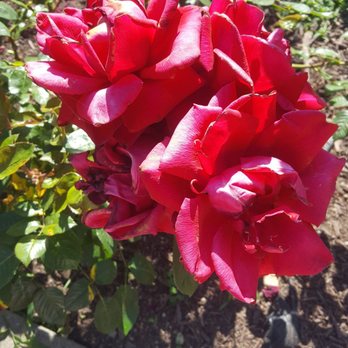 Morcom Municipal Rose Garden - Lovely roses - Parks Near Me - Oakland, California