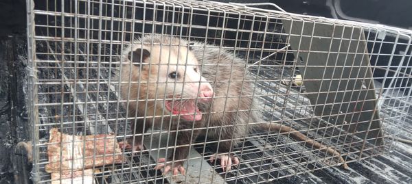 Wildlife Control - We offer superior residential and commercial pest control services, ensuring the job is done right the first time. We treat and value each service the same no matter if it’s a large, small, commercial, or residential account.