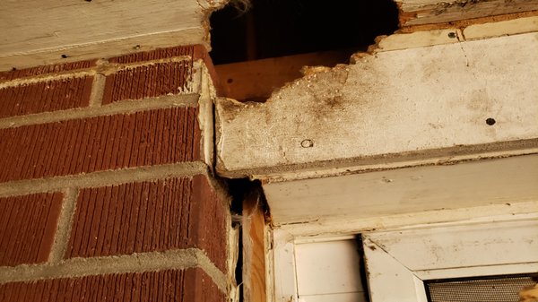 Wildlife pest removal - Humane trapping.one-way doors, exclusion, damage repair