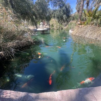 Luchia's Restaurant - Koi pond - New American Near Me - Wikieup, Arizona