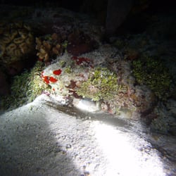 Tres Pelicanos Dive Center - The color comes out at night!