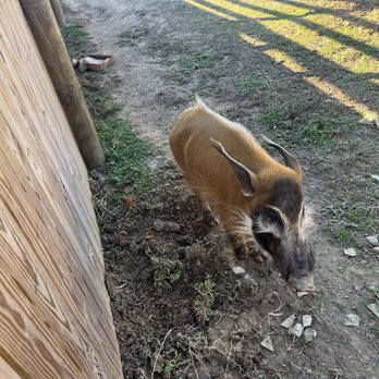 Magnolia Wilds - Warthog (I'm 97% sure lol I forgot honestly!) - Zoos Near Me - Ethel, Louisiana Magnolia Wilds - Warthog (I'm 97% sure lol I forgot honestly!) - Zoos Near Me - Ethel, Louisiana