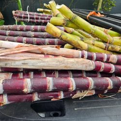 Grabngo Concessions - fresh sugarcane juice in the orlando fl area by grabngo concessions, buy gallons of juice from grabngo concesions