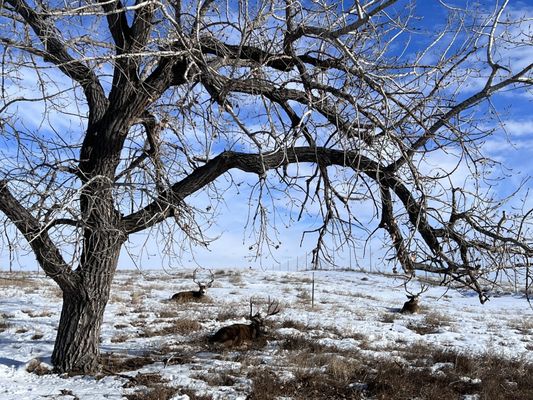 Rocky Mountain Arsenal National Wildlife Refuge by null