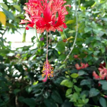 Lincoln Park Conservatory - Parks Near Me - Chicago, Illinois Lincoln Park Conservatory - Parks Near Me - Chicago, Illinois