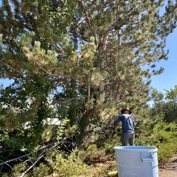 Ginger Fix - Before: trimming the tree - Junk Removal & Hauling Near Me