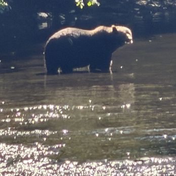 Brown Bear Lodge - This is one of the bears we saw, scooping huge salmon out of the river and eating it. - Walking Tours Near Me - Hoonah, Alaska Brown Bear Lodge - This is one of the bears we saw, scooping huge salmon out of the river and eating it. - Walking Tours Near Me - Hoonah, Alaska