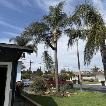 Padilla Tree Service - Tree Services Near Me