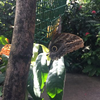 Butterfly Pavilion - Butterfly feeding - Museums Near Me - Westminster, Colorado