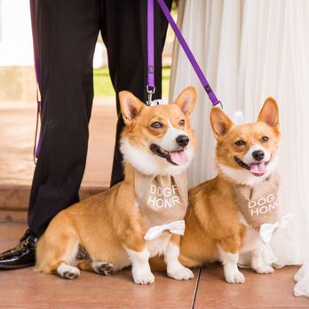 Henderson Pet Resort - Pet Training Near Me - Henderson, Nevada Henderson Pet Resort - Pet Training Near Me - Henderson, Nevada