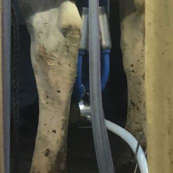 Hansen's Dairy Farm - Hudson - Cow being milked - Food Tours Near Me - Hudson, Iowa Hansen's Dairy Farm - Hudson - Cow being milked - Food Tours Near Me - Hudson, Iowa