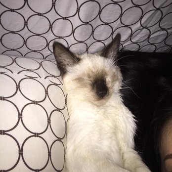 spcaLA - He insists on sleeping next to me. - Pet Training Near Me - Long Beach, California spcaLA - He insists on sleeping next to me. - Pet Training Near Me - Long Beach, California