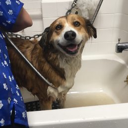 10 year old rescued shelter senior gets a second chance at Perfect Pups 10 year old rescued shelter senior gets a second chance at Perfect Pups