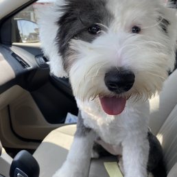 Old English Sheepdog Old English Sheepdog