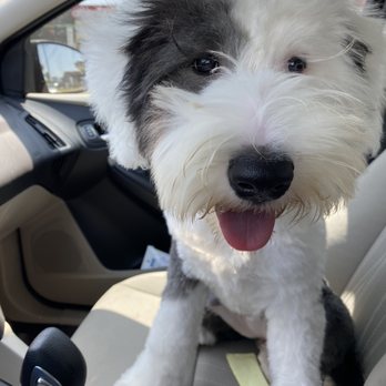 All Breed Pet Grooming - Old English Sheepdog - Pet Services Near Me - Brownsville, Texas All Breed Pet Grooming - Old English Sheepdog - Pet Services Near Me - Brownsville, Texas