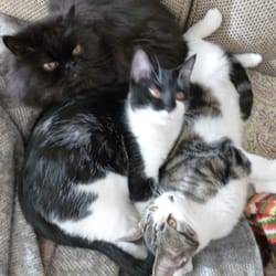 Bow Wow Revolution - Oliver, Scout and Midge
