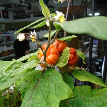 Ecogarden Supply - Hydroponics Near Me - Saint Paul, Minnesota Ecogarden Supply - Hydroponics Near Me - Saint Paul, Minnesota