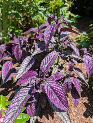 Central Park Gardens