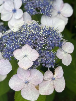 Green Animals Topiary Garden by null