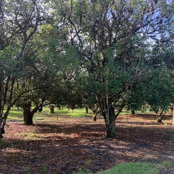 Monika's Mac Nuts - Macadamia nut orchard - Specialty Food Near Me - Kurtistown, Hawaii Monika's Mac Nuts - Macadamia nut orchard - Specialty Food Near Me - Kurtistown, Hawaii