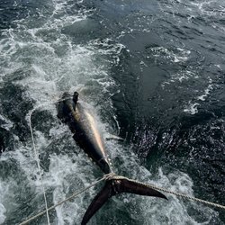 Connemara Bay Fishing Charters