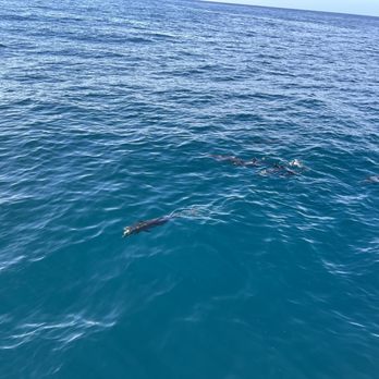 Blue Dolphin Charters - Boating Near Me - Eleele, Hawaii