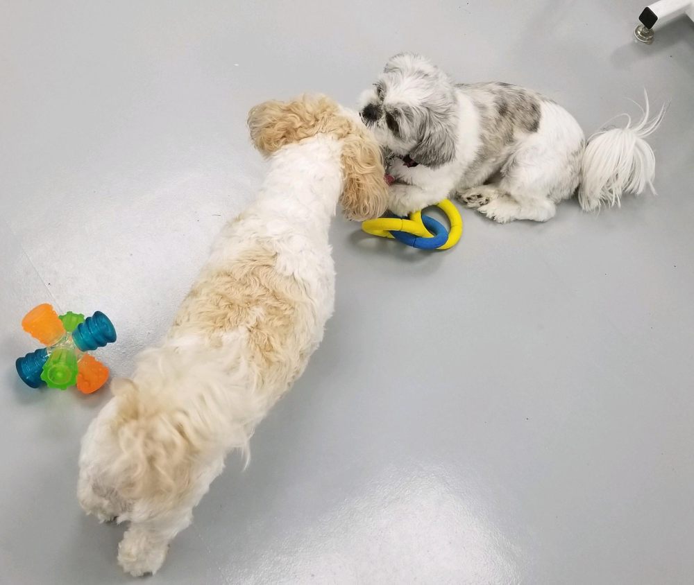 PETAGREE PROFESSIONAL PET SERVICES Updated October 2024 18 Photos