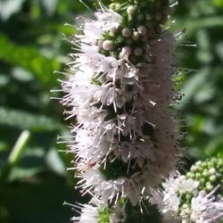Gather Food Studio & Spice Shop - Herb flower - mint