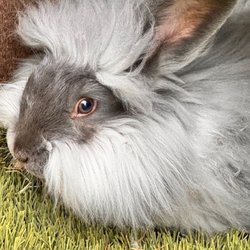 Maui Alpaca - Bunny